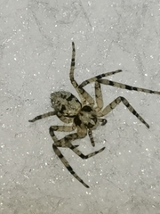 Philodromus margaritatus