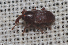 Pachytychius