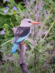 Halcyon leucocephala