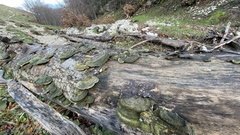 Fomes fomentarius