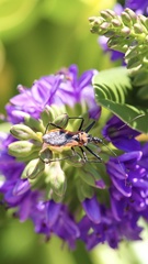Gminatus australis