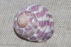 Steromphala