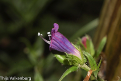 Echium rosulatum