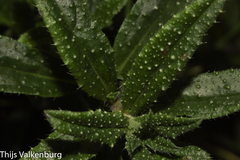 Echium rosulatum