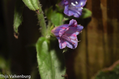 Echium rosulatum