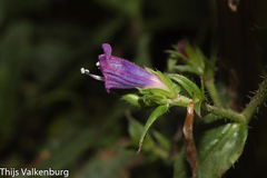 Echium rosulatum