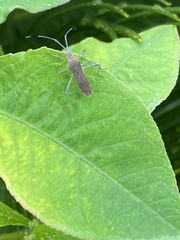 Heteroptera