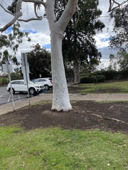 Corymbia citriodora