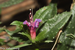 Echium rosulatum