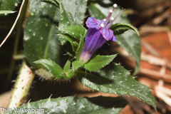 Echium rosulatum