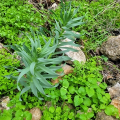 Fritillaria persica