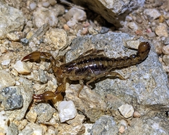 Superstitionia donensis