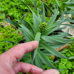 Fritillaria persica