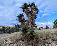 Yucca elata
