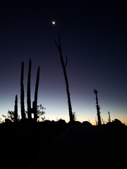 Fouquieria columnaris