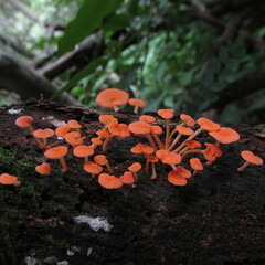 Favolaschia