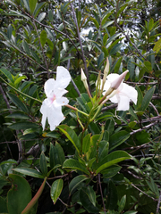 Mandevilla surinamensis