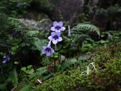 Streptocarpus rexii