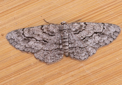 Stenoporpia pulmonaria