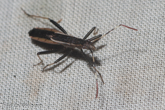 Micrelytra fossularum