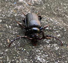 Prionus laticollis