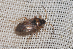 Lasiosomus enervis