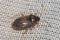 Lasiosomus enervis