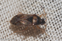 Lasiosomus enervis