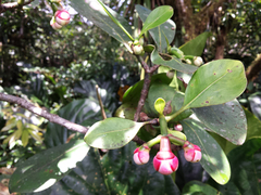Clusiaceae