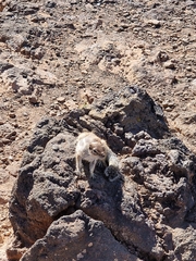 Atlantoxerus getulus