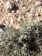 Santolina rosmarinifolia