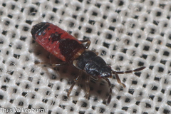 Ischnodemus sabuleti