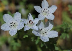 Nemophila menziesii integrifolia