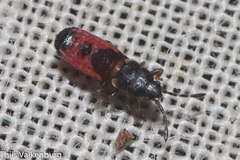Ischnodemus sabuleti