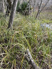 Carex hyalinolepis