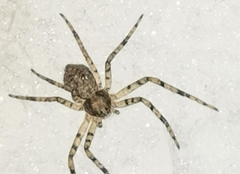 Philodromus margaritatus
