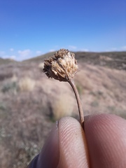Santolina rosmarinifolia