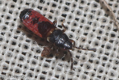 Ischnodemus sabuleti
