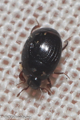 Histeridae