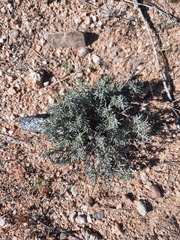 Santolina rosmarinifolia