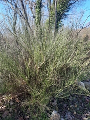 Cytisus