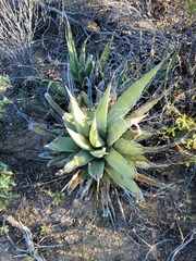 Agave deserti