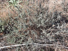 Santolina rosmarinifolia