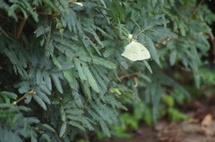 Phoebis neocypris