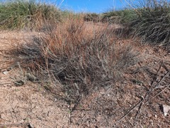 Santolina rosmarinifolia
