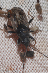 Peritrechus