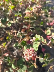 Euphorbia tomentulosa