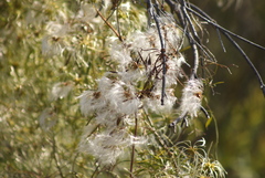 Clematis microphylla