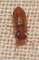 Metopsia