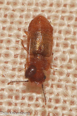 Metopsia